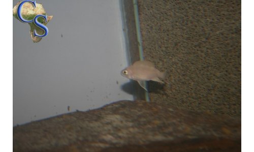 Neolamprologus leloupi